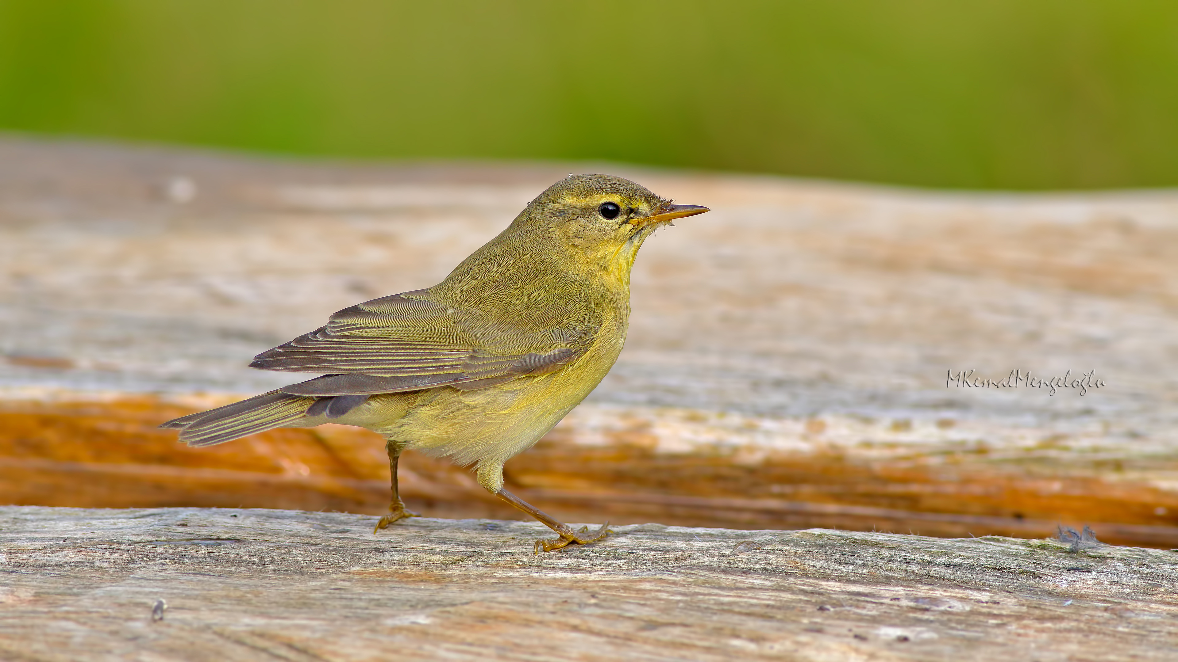 Willow Warbler